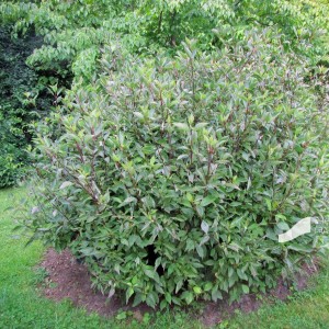 Саженец дерена Кессельринга (Kesselringii)