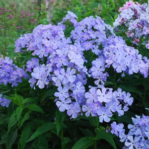 Саженец флокса Незабудка