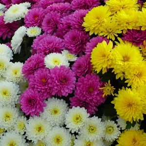 Хризантемы оптом (от 500 шт)