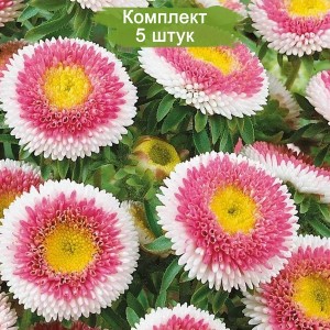 Саженцы астры Зимняя вишня -  комплект 5 шт.