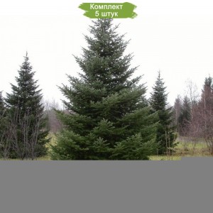 Саженцы Ели Сибирской от 150 см -  комплект 5 шт.