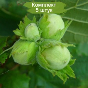 Саженцы фундука Кавказ -  комплект 5 шт.