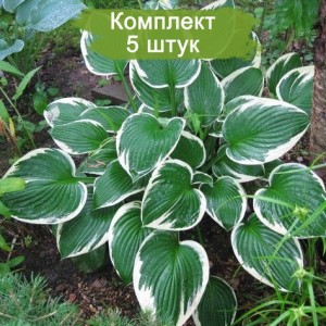 Саженцы хосты Кэрол (Carol) -  комплект 5 шт.