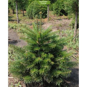 Саженцы пихты Кавказской 60-100 см -  комплект 5 шт.