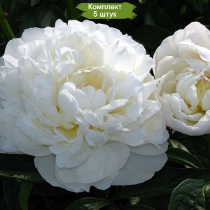 Саженцы пиона Amalia Olson (Амалия Олсон ) -  комплект 5 шт.