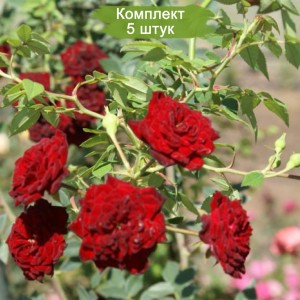 Саженцы почвопокровной розы Рэд Каскад (Red Cascade) -  комплект 5 шт.