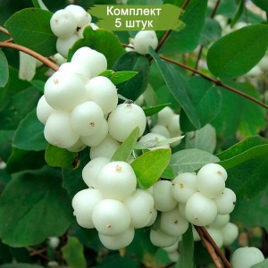 Саженцы Снежноягодника Жемчужного -  комплект 5 шт.