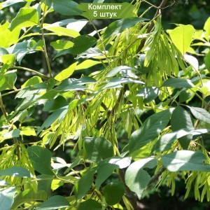 Саженцы ясеня Пенсильванского (20-40 см) -  комплект 5 шт.