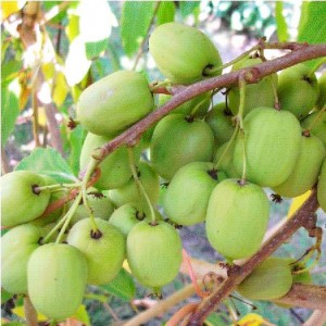 Саженец актинидии женской Римма