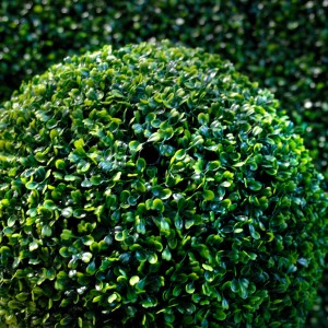 Саженец самшита вечнозеленого Элеганс (Elegans)