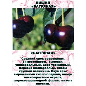 Саженец Вишни Багряная Средняя