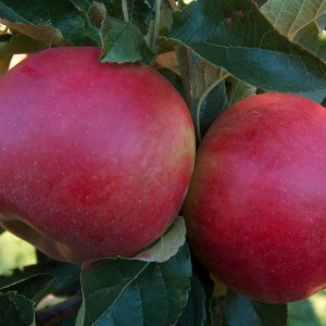 Саженец яблони Спартан