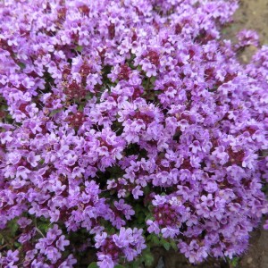 Саженец тимьяна (чабреца) ползучего