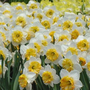 Луковица нарцисса Юбилей  (белый)