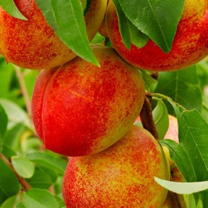 Саженец нектарина колоновидного Фэнтези